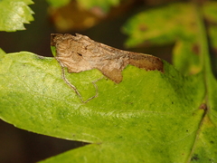 Stigmella hybnerella