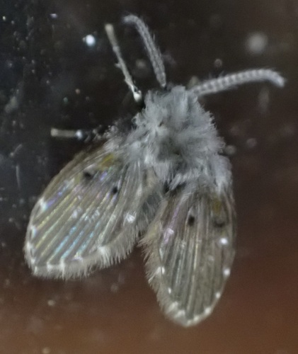 Unknown species found near North Highlands