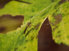 Diptera