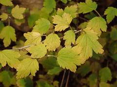 Ribes