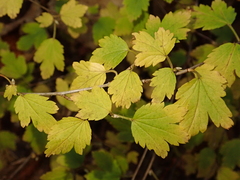 Ribes