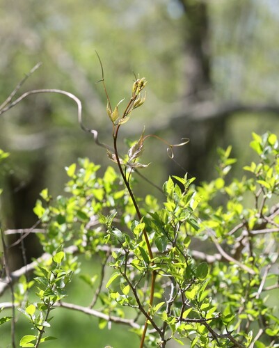 Urvillea uniloba, photograph 4