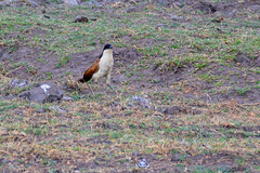 Centropus cupreicaudus