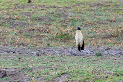 Centropus cupreicaudus