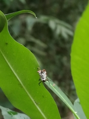 Micrathena saccata
