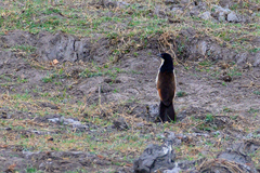 Centropus cupreicaudus