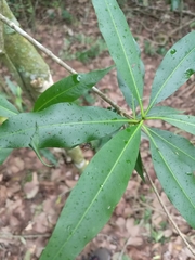Micrathena saccata