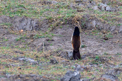 Centropus cupreicaudus