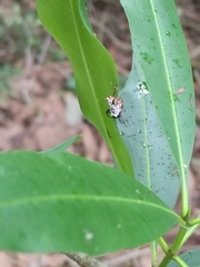 Micrathena saccata