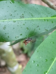 Micrathena saccata