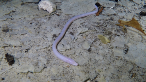 Blind swamp eel (Ophisternon infernale) — Synbranchidae