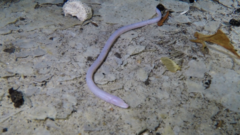 Ophisternon infernale