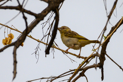 Ploceus cucullatus