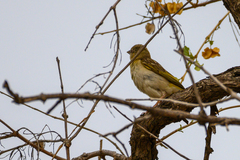 Ploceus cucullatus