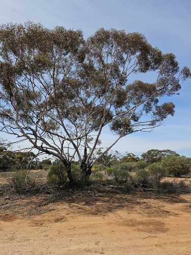 Eucalyptus oleosa, photograph 6