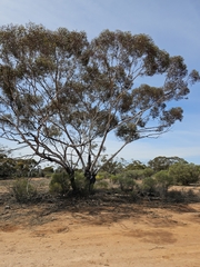 Eucalyptus oleosa, photograph (c) Michael McBain, some rights reserved (CC BY)