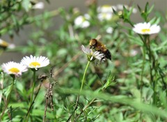 Palpada ruficeps