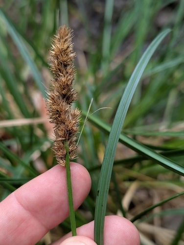 dense sedge (Carex densa)