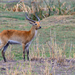 Red Lechwe - Photo (c) Stephen John Davies, some rights reserved (CC BY-NC), uploaded by Stephen John Davies
