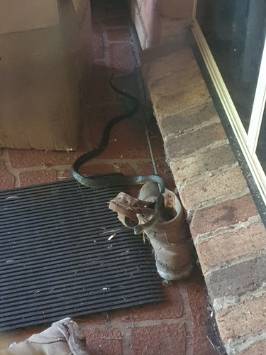 Common Tree Snake sighting