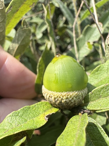 Quercus purhepecha