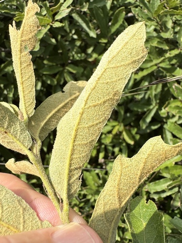 Quercus purhepecha
