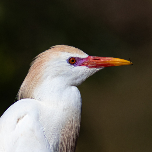 Western Cattle-Egret