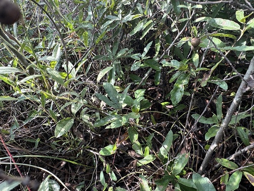 Quercus purhepecha