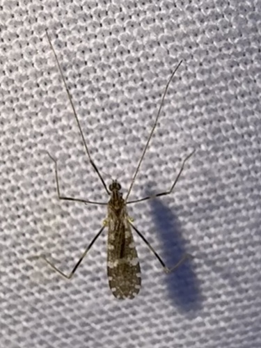 Unknown species found near LaBagh Woods, Chicago, IL, US