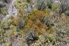 Thesium pseudovirgatum