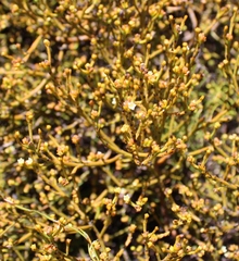 Thesium pseudovirgatum
