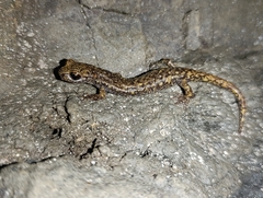 Strinati's Cave Salamander photo 2
