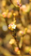 Thesium pseudovirgatum