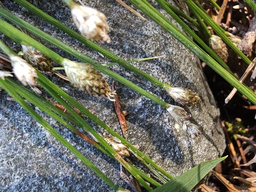 Eleocharis attenuata iNat (3)
