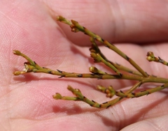 Thesium pseudovirgatum