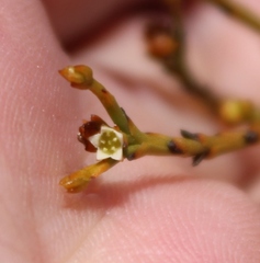 Thesium pseudovirgatum