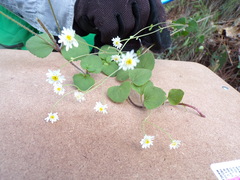 Microspermum gonzalezii