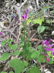 Scutellaria seleriana