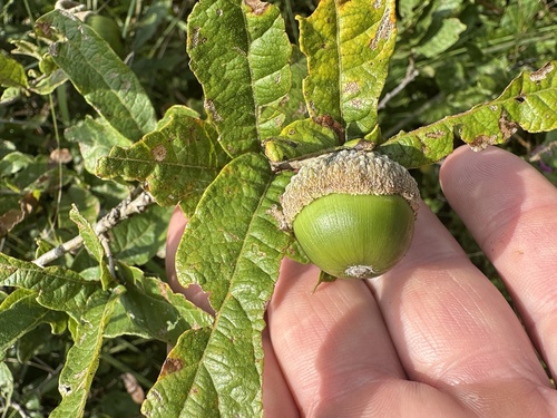 Quercus purhepecha