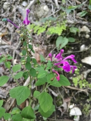Scutellaria seleriana