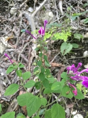 Scutellaria seleriana