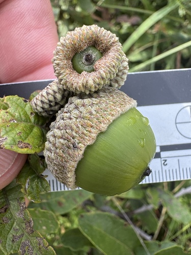 Quercus purhepecha