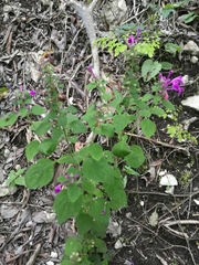 Scutellaria seleriana