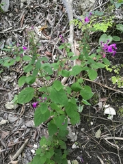 Scutellaria seleriana