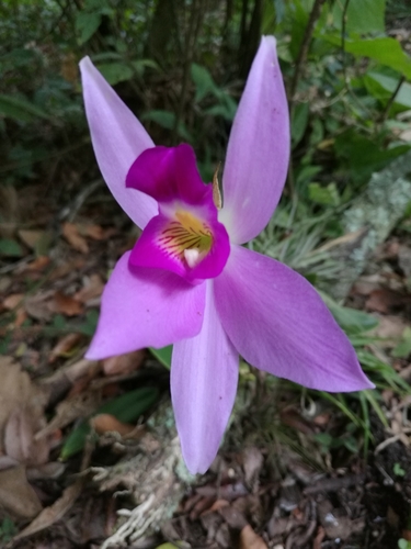 Image of Laelia anceps by (c) Juan Carlos Pérez Magaña, some rights reserved (CC BY-SA)