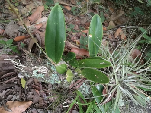 Image of Laelia anceps by (c) Juan Carlos Pérez Magaña, some rights reserved (CC BY-SA)