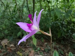 Laelia anceps