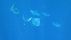 Mobula hypostoma