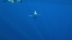 Mobula hypostoma
