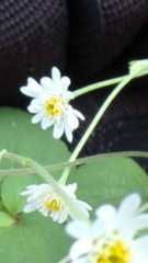 Microspermum gonzalezii